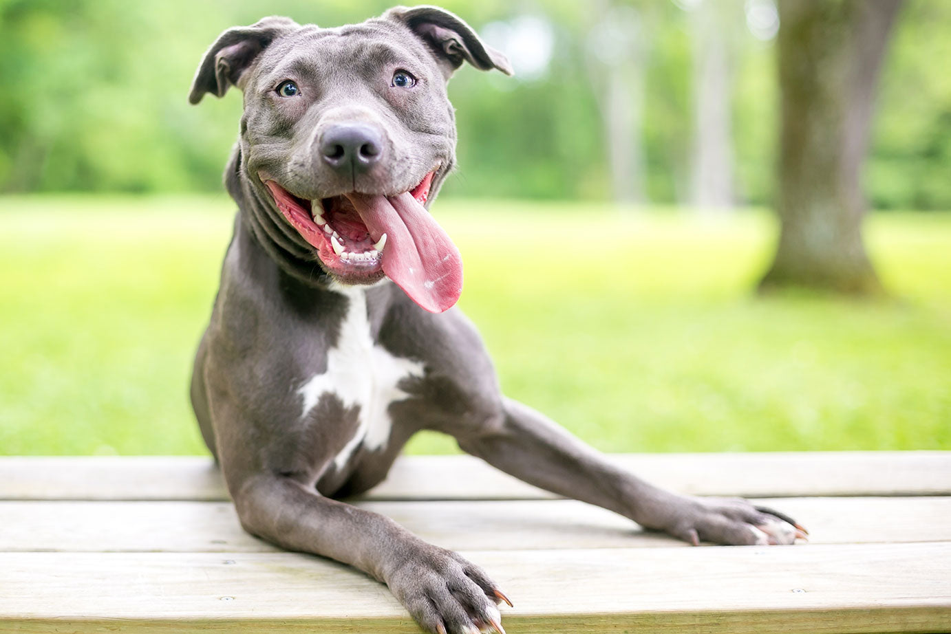 Why CBD Treats are the Best Choice for Your Dog